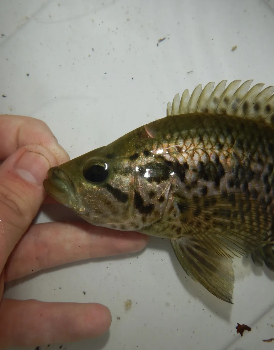 Parachromis (Parachromis spp.)
