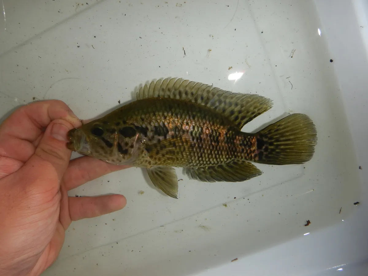 Miniatura: Parachromis (Parachromis spp.)