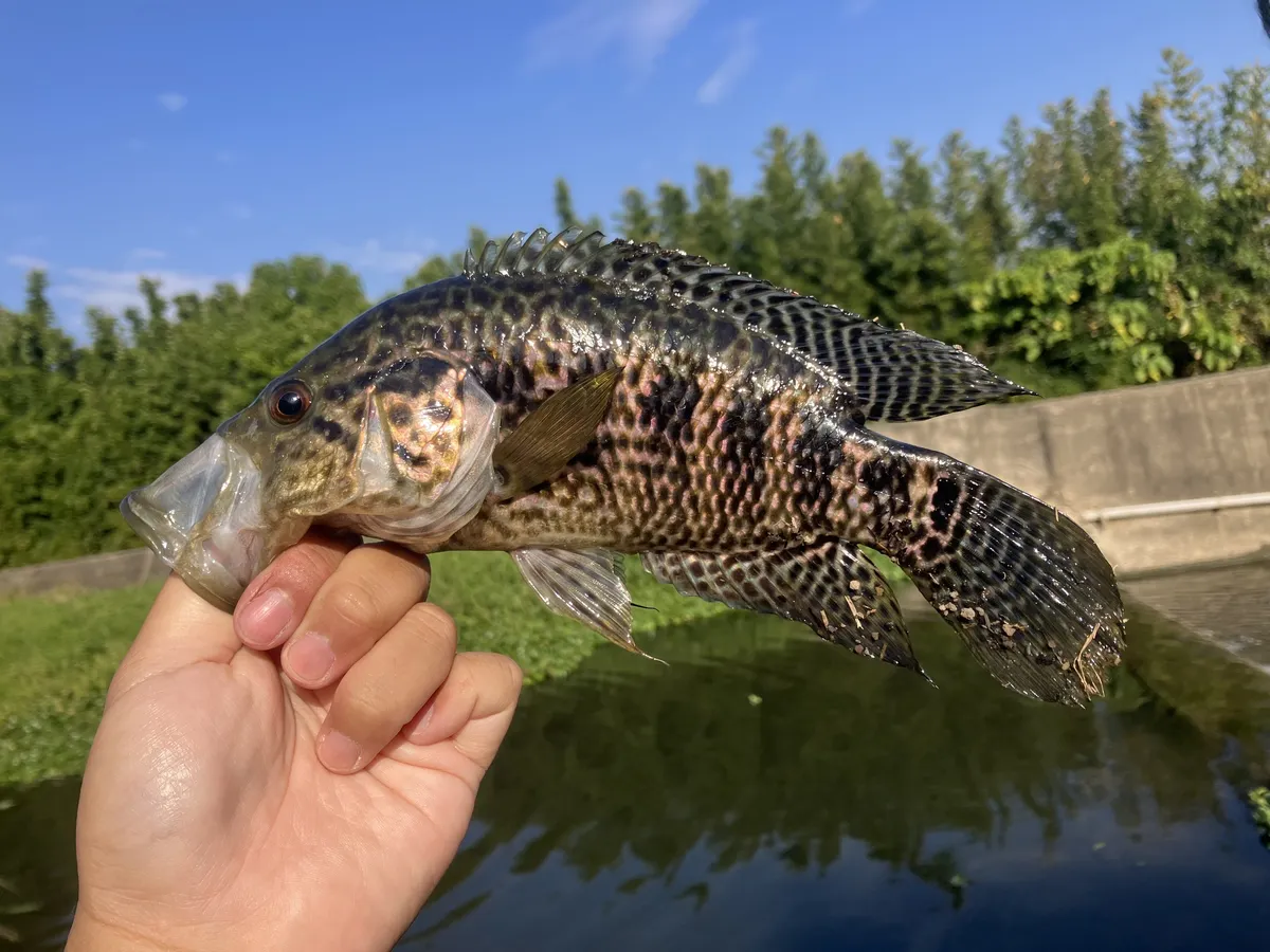 Miniatura: Parachromis (Parachromis spp.)