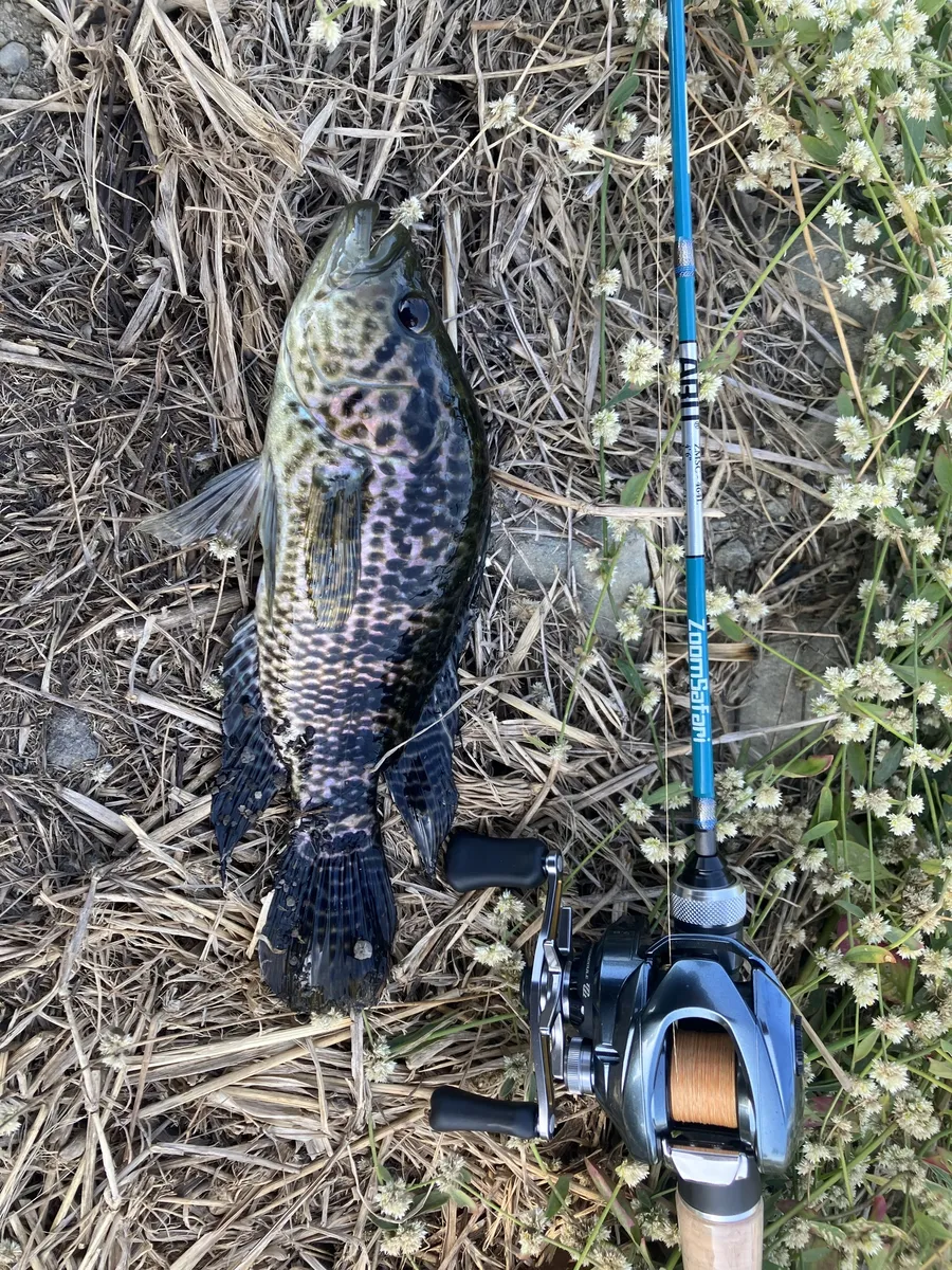 Miniatura: Parachromis (Parachromis spp.)