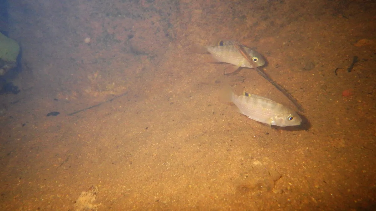 Paretroplus (Paretroplus spp.)