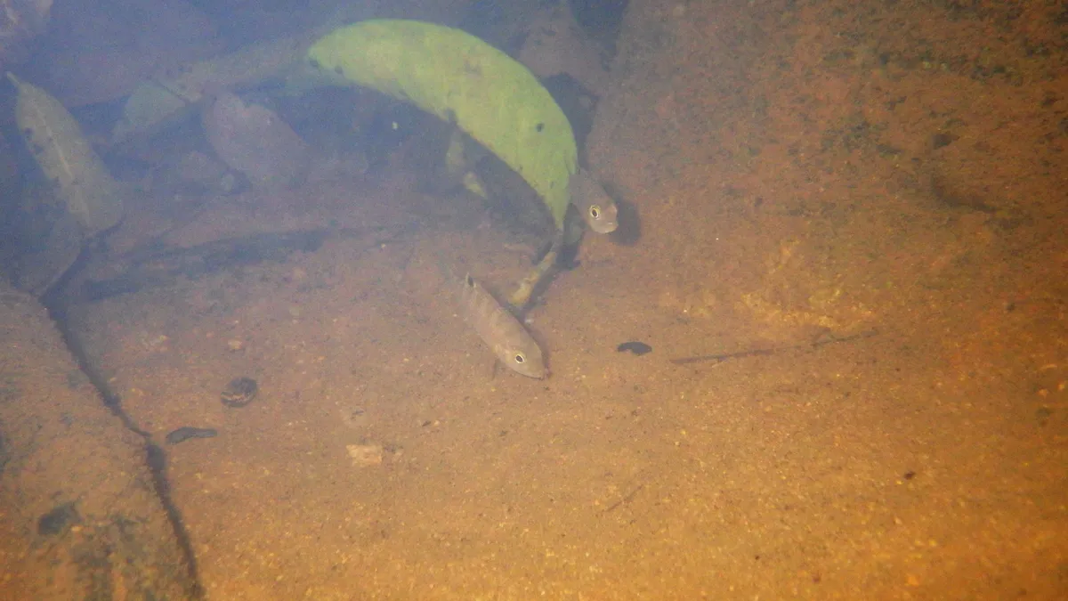 Miniatura: Paretroplus (Paretroplus spp.)