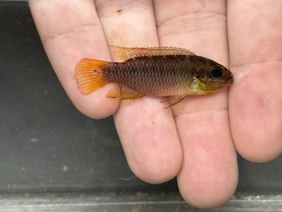Pelvicachromis (Pelvicachromis spp.)