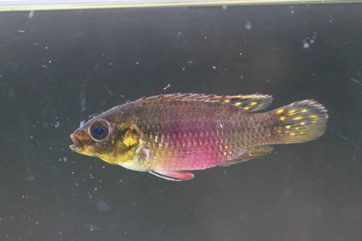 Miniatura: Pelvicachromis (Pelvicachromis spp.)
