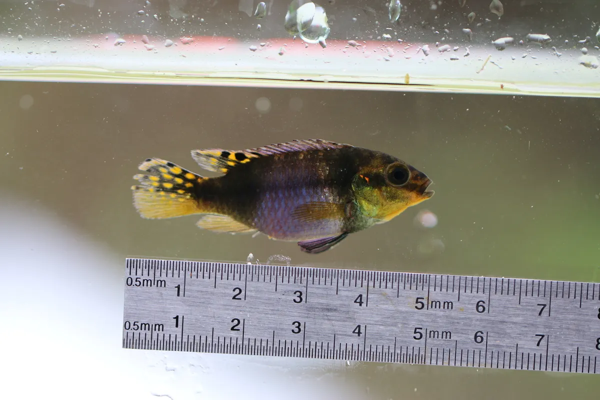 Miniatura: Pelvicachromis (Pelvicachromis spp.)