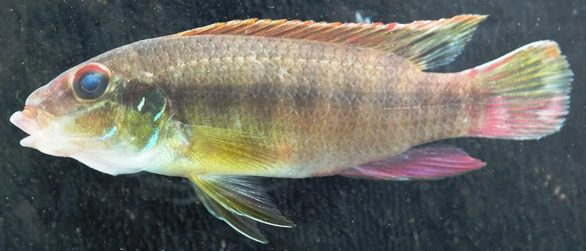 Miniatura: Pelvicachromis (Pelvicachromis spp.)