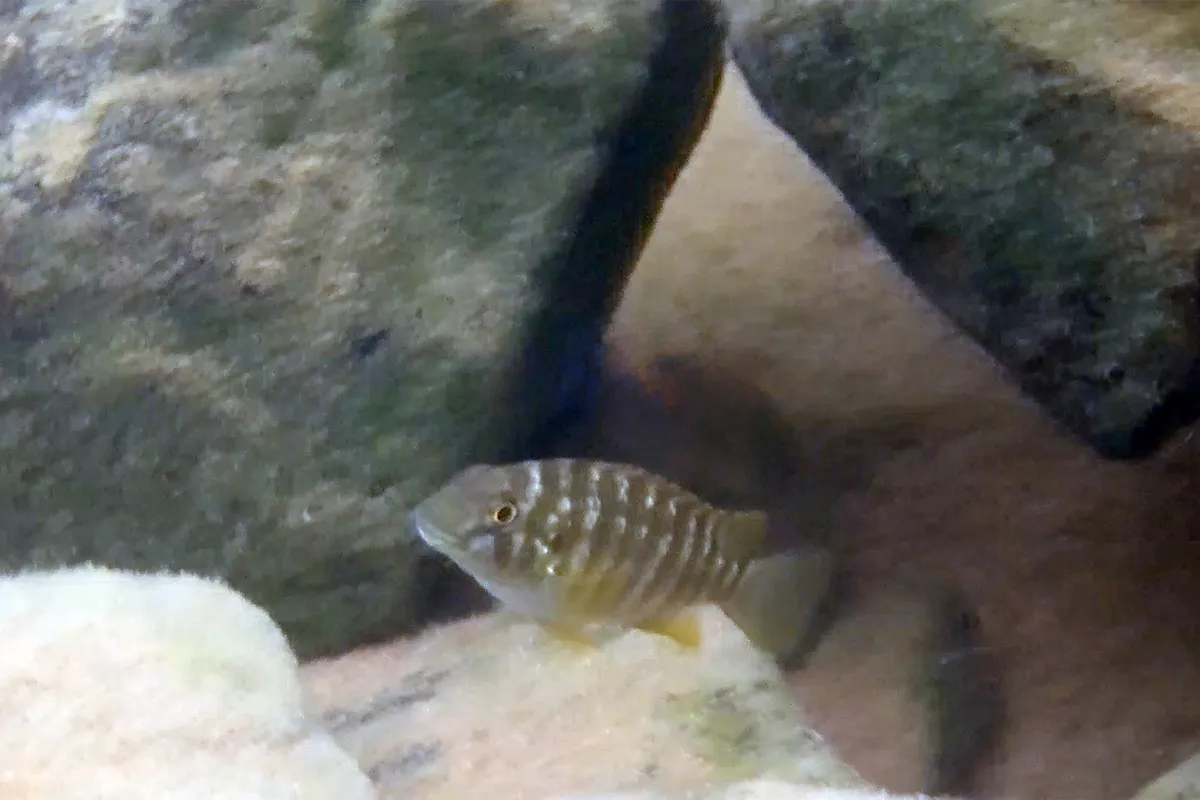 Petrochromis (Petrochromis spp.)