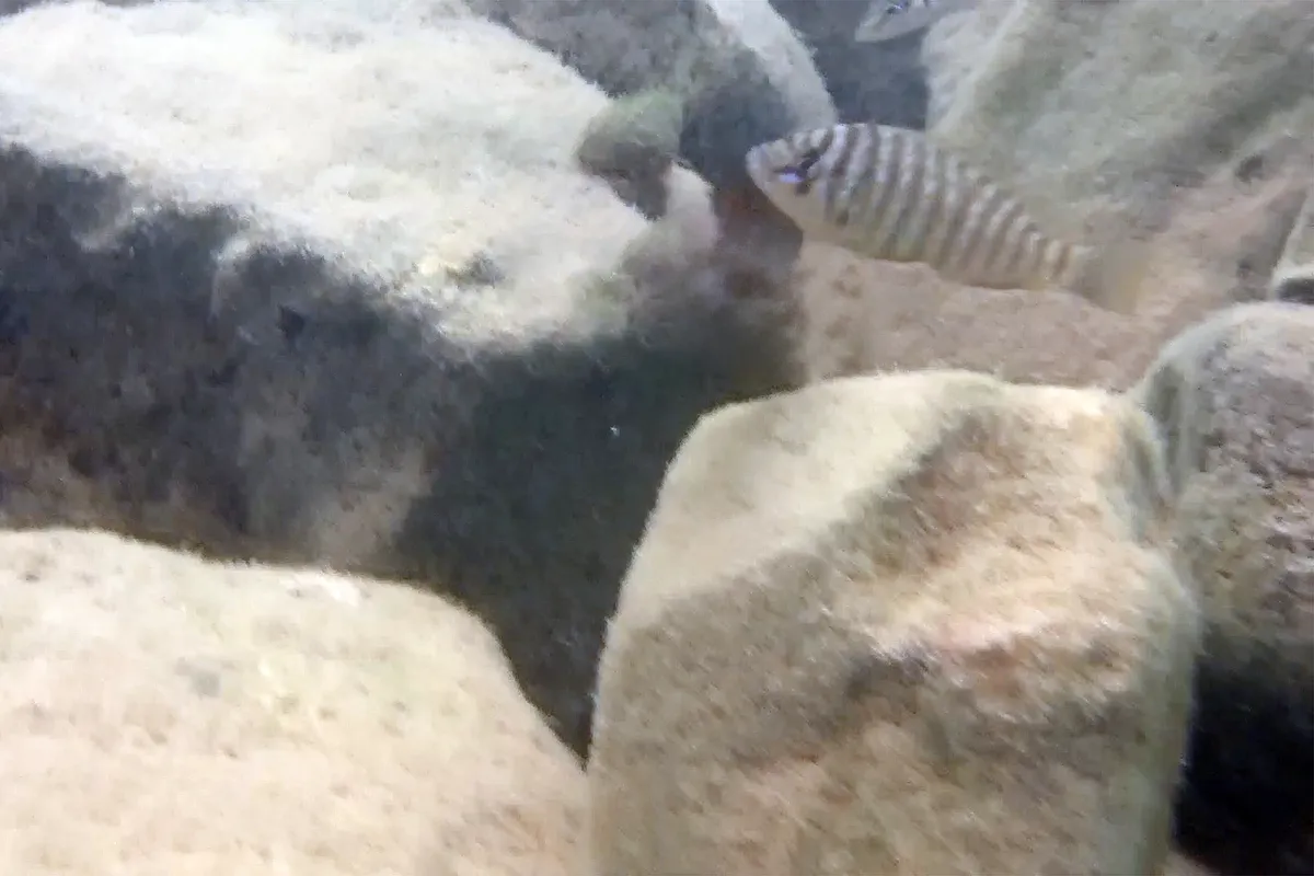 Miniatura: Petrochromis (Petrochromis spp.)