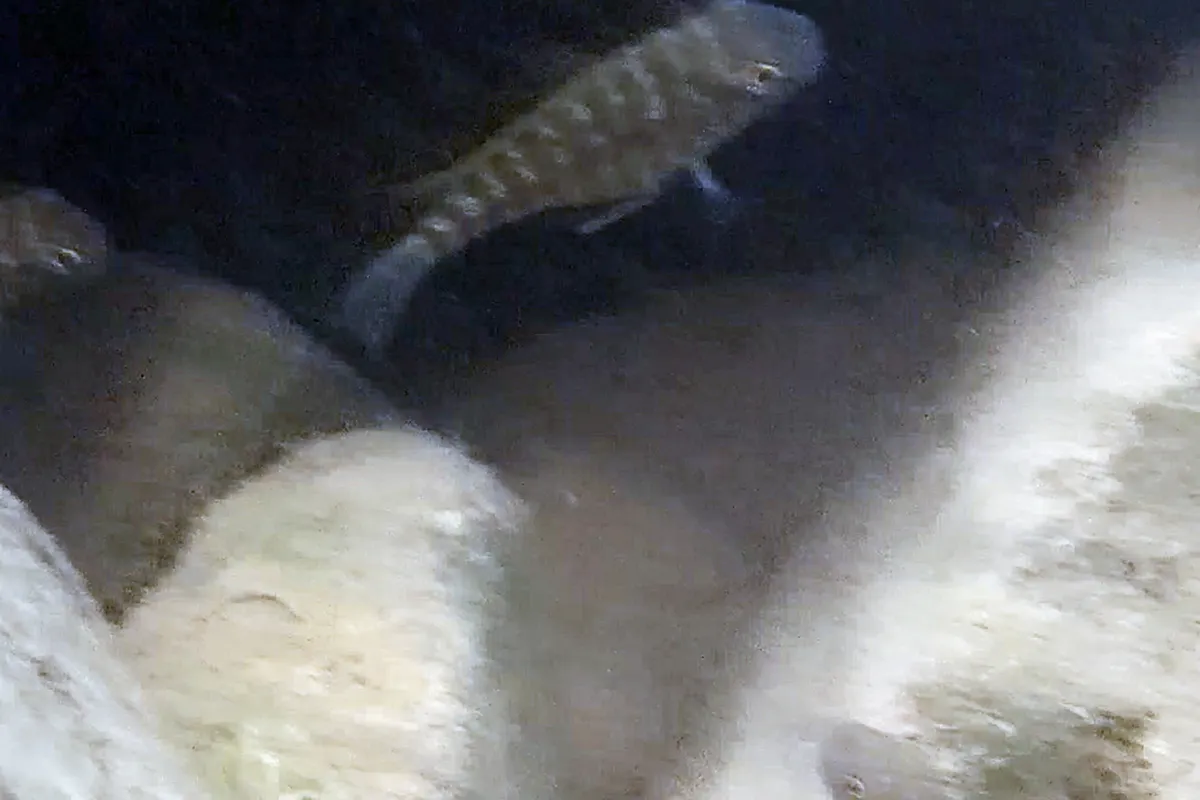 Miniatura: Petrochromis (Petrochromis spp.)