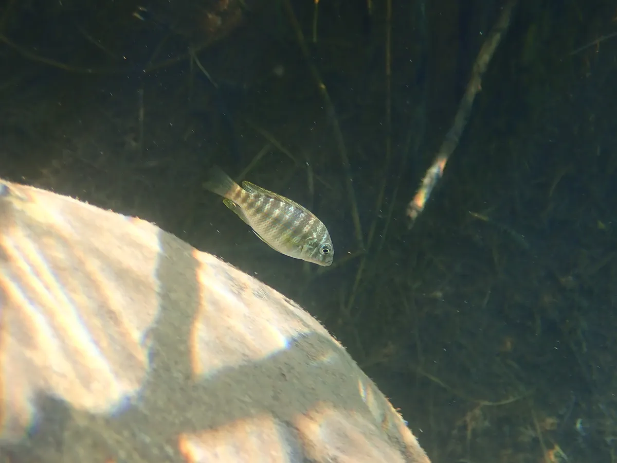 Miniatura: Petrochromis (Petrochromis spp.)