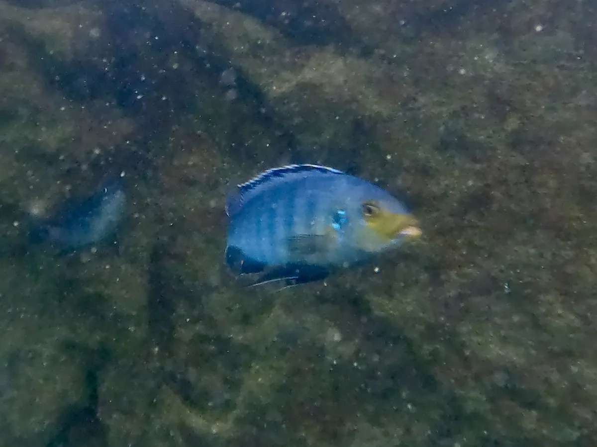 Petrotilapia (Petrotilapia spp.)