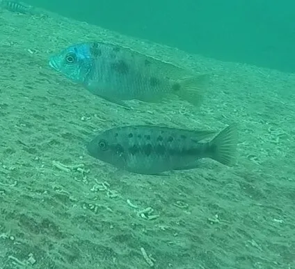 Miniatura: Petrotilapia (Petrotilapia spp.)