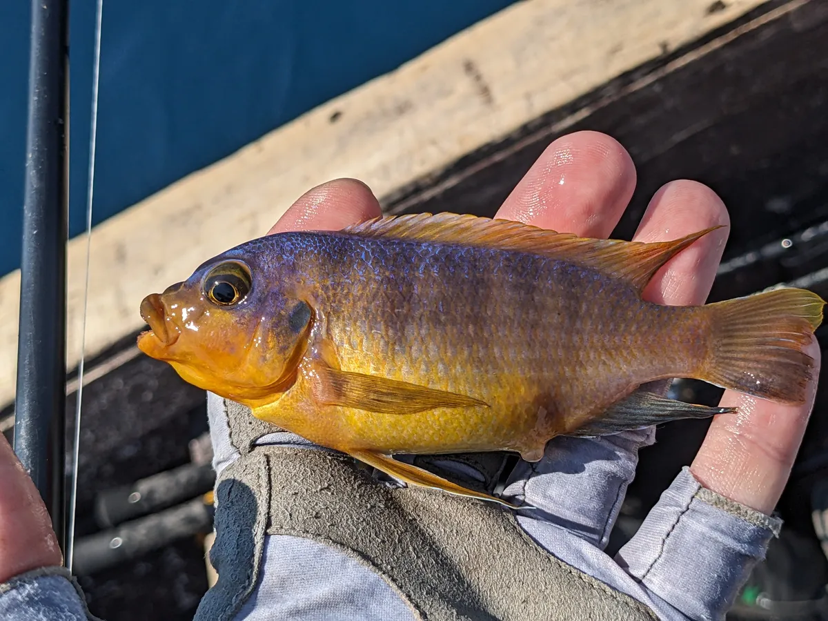 Miniatura: Petrotilapia (Petrotilapia spp.)