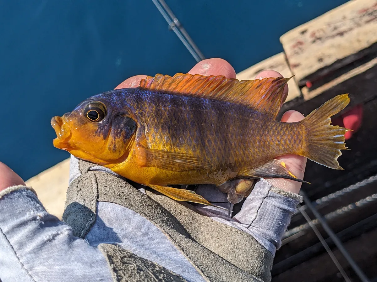 Miniatura: Petrotilapia (Petrotilapia spp.)