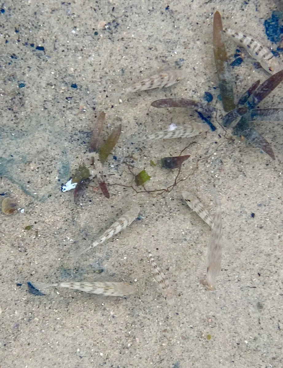 Placidochromis (Placidochromis spp.)