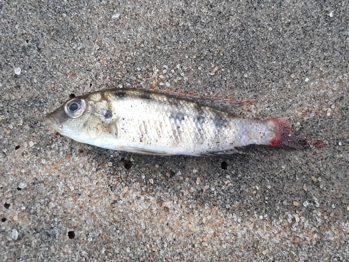 Miniatura: Placidochromis (Placidochromis spp.)