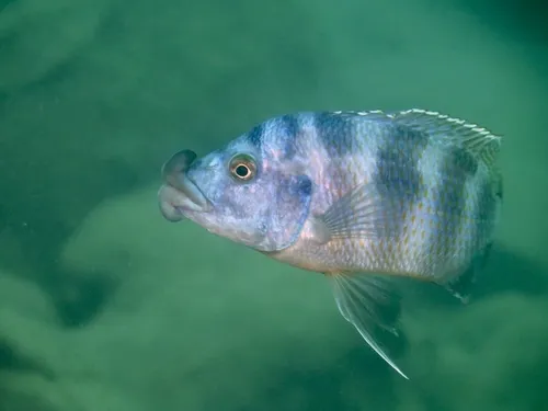 Miniatura: Placidochromis (Placidochromis spp.)