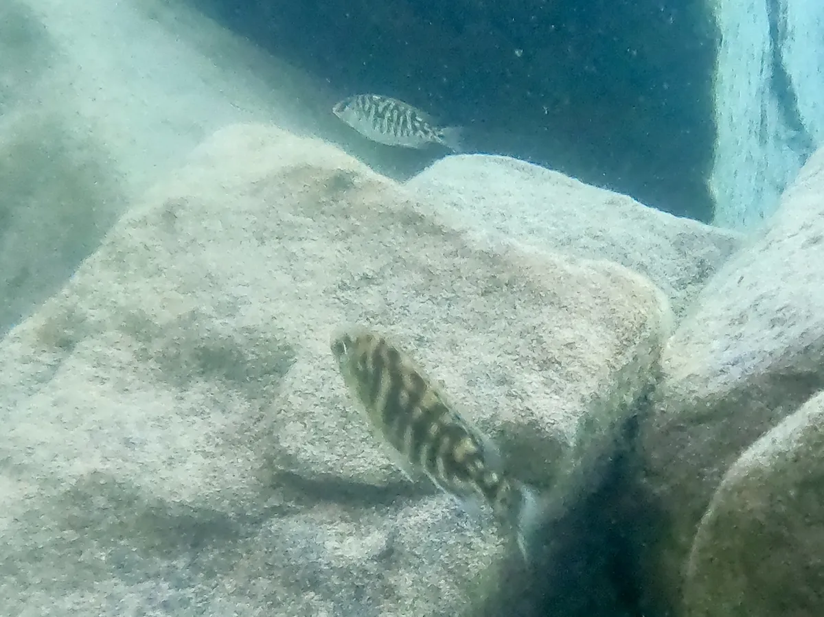 Protomelas (Protomelas spp.)