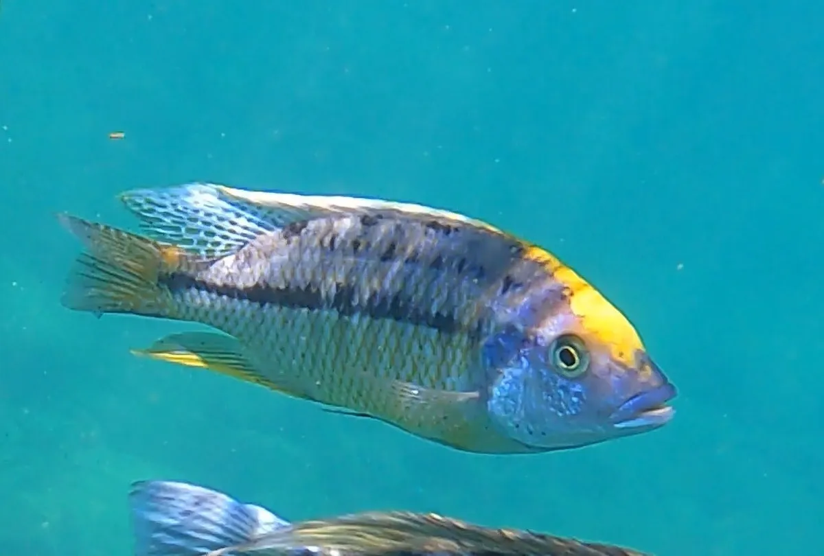 Miniatura: Protomelas (Protomelas spp.)
