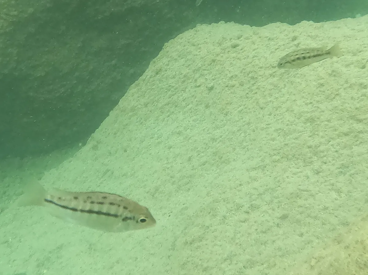 Miniatura: Protomelas (Protomelas spp.)