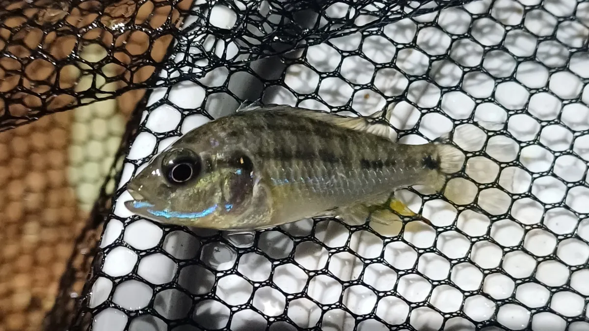 Pseudocrenilabrus (Pseudocrenilabrus spp.)