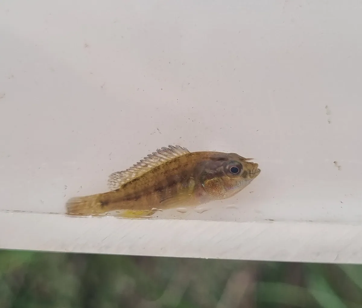 Miniatura: Pseudocrenilabrus (Pseudocrenilabrus spp.)