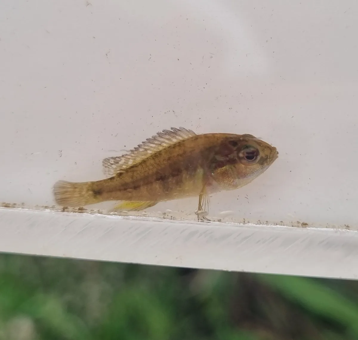 Miniatura: Pseudocrenilabrus (Pseudocrenilabrus spp.)