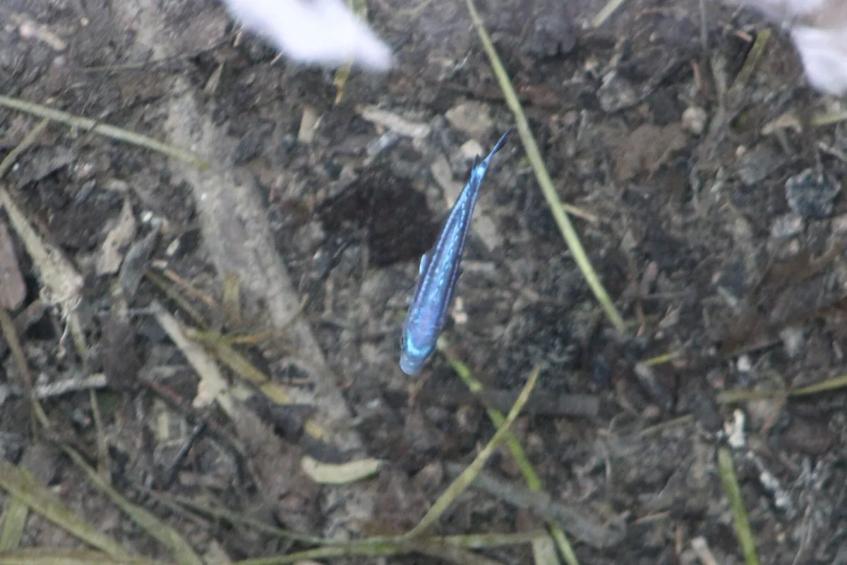 Pseudotropheus (Pseudotropheus spp.)