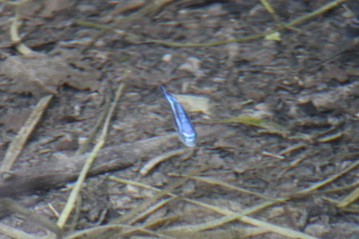 Miniatura: Pseudotropheus (Pseudotropheus spp.)