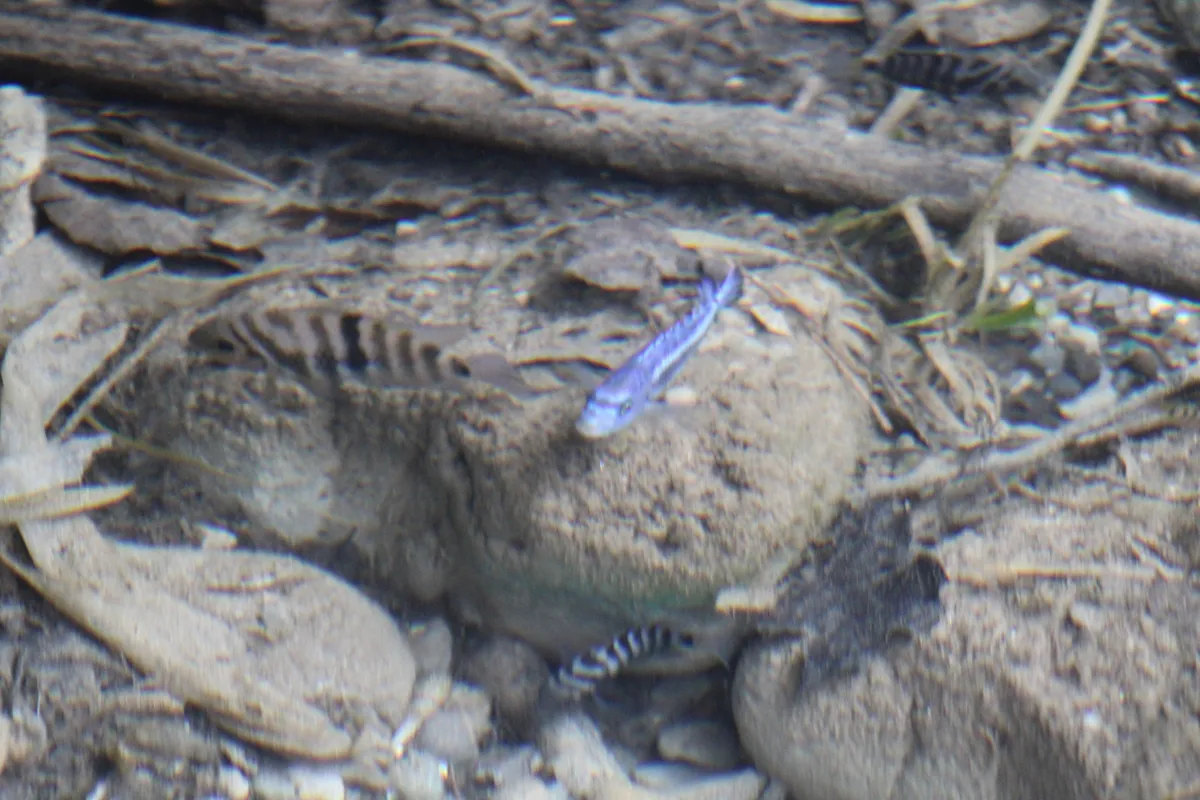 Miniatura: Pseudotropheus (Pseudotropheus spp.)