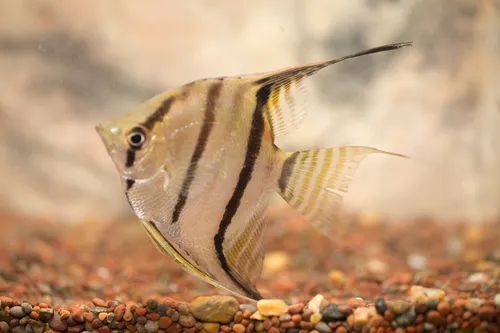 Pterophyllum (Pterophyllum spp.)