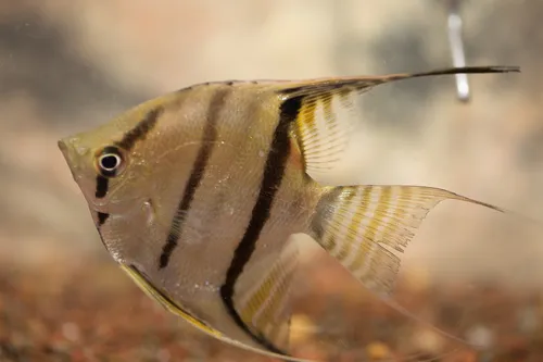 Miniatura: Pterophyllum (Pterophyllum spp.)