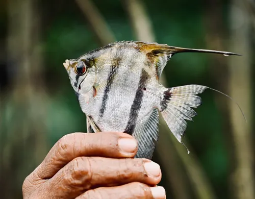 Miniatura: Pterophyllum (Pterophyllum spp.)