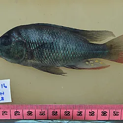 Pundamilia (Pundamilia spp.)