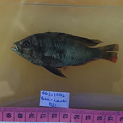 Miniatura: Pundamilia (Pundamilia spp.)