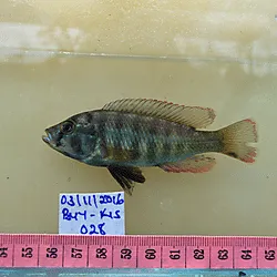 Miniatura: Pundamilia (Pundamilia spp.)