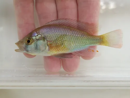 Miniatura: Pundamilia (Pundamilia spp.)