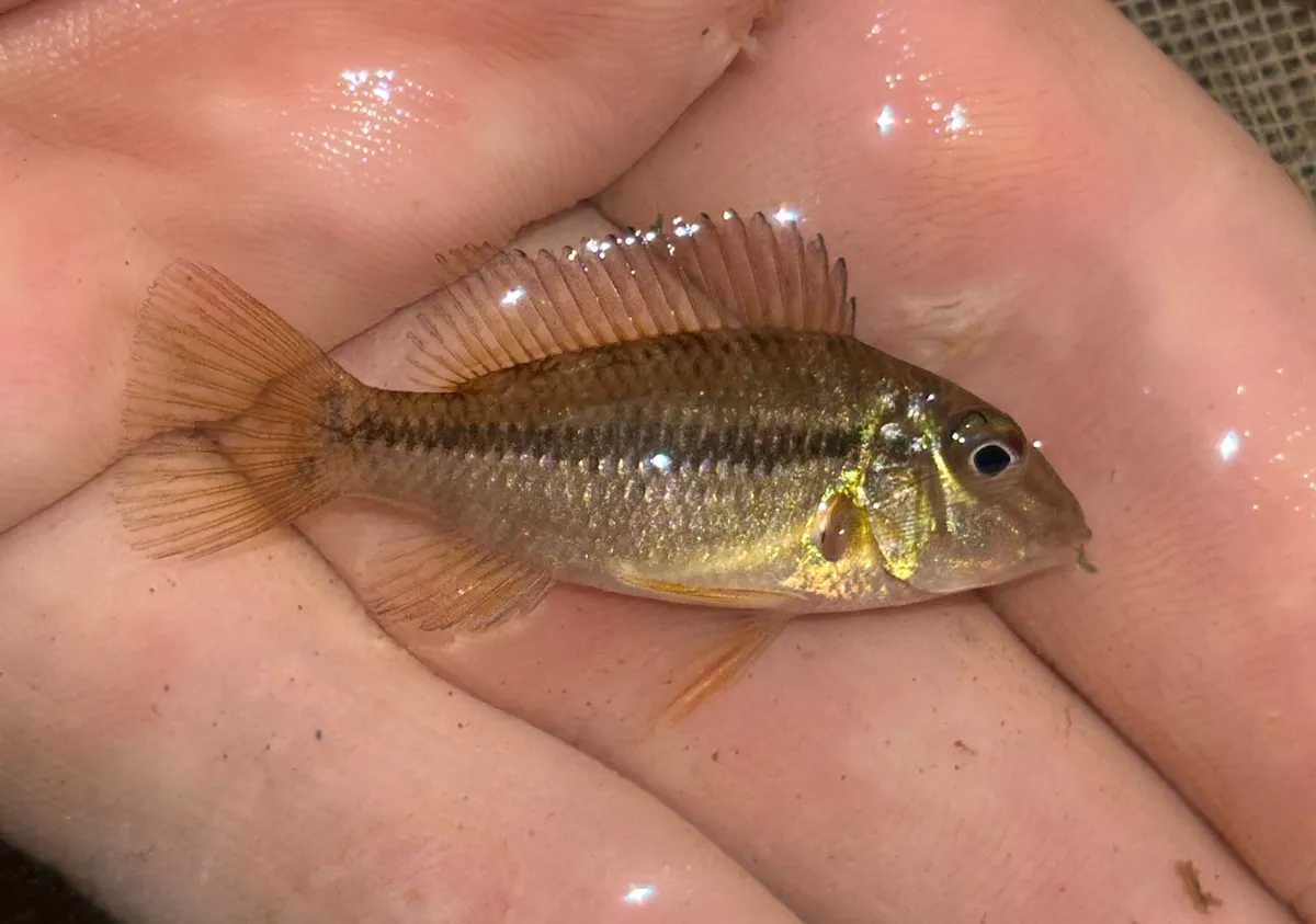 Satanoperca (Satanoperca spp.)
