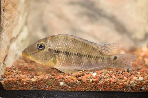 Miniatura: Satanoperca (Satanoperca spp.)