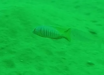 Sciaenochromis (Sciaenochromis spp.)