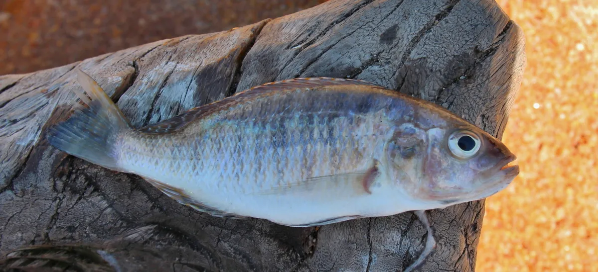 Miniatura: Sciaenochromis (Sciaenochromis spp.)