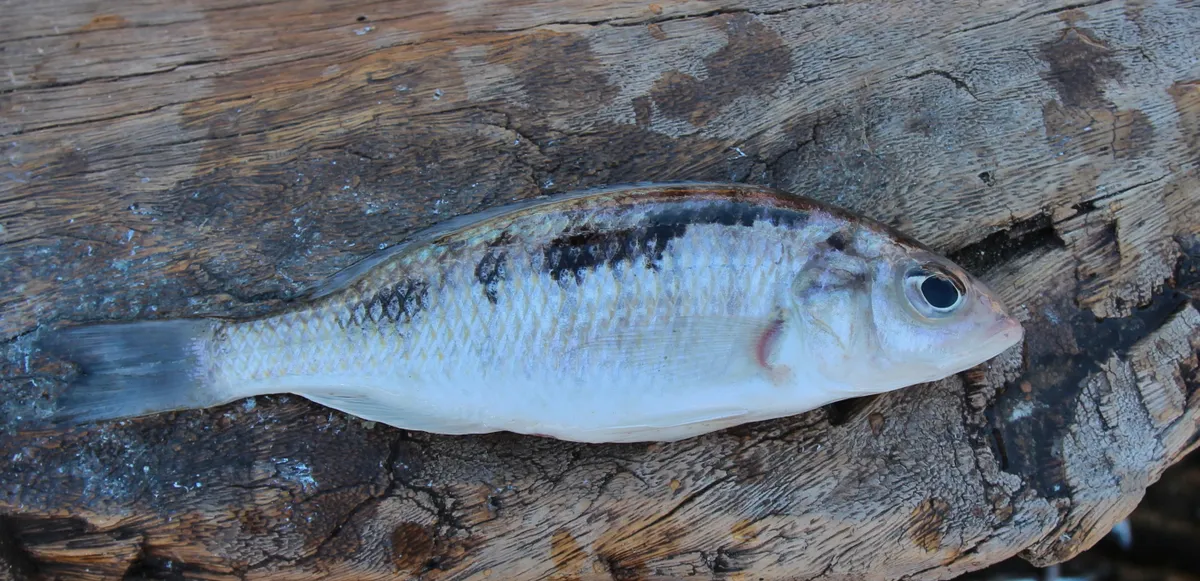 Miniatura: Sciaenochromis (Sciaenochromis spp.)