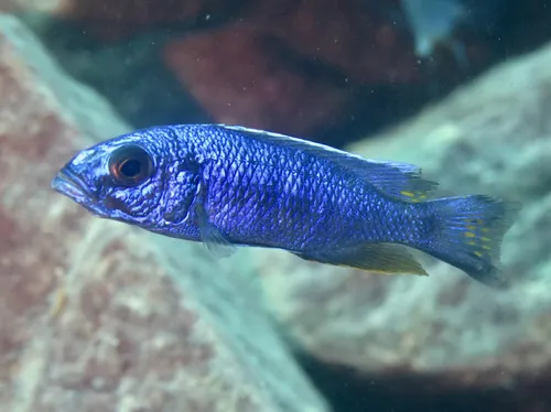 Miniatura: Sciaenochromis (Sciaenochromis spp.)