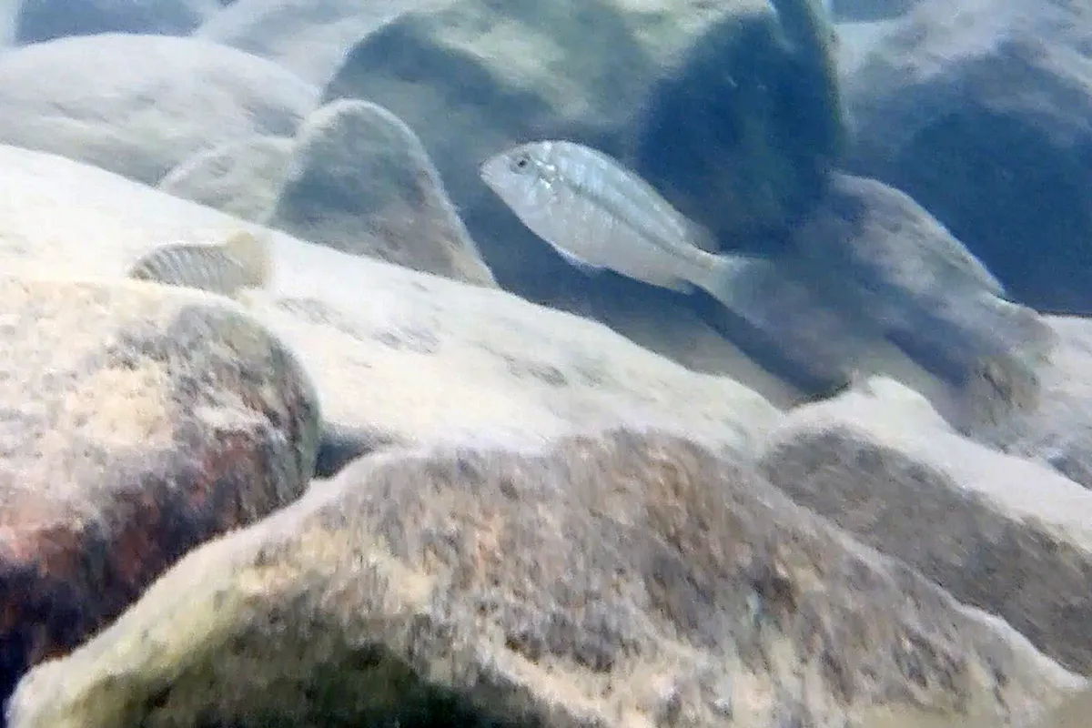 Simochromis (Simochromis spp.)
