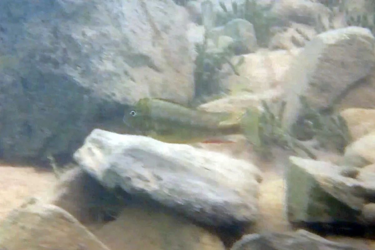 Miniatura: Simochromis (Simochromis spp.)