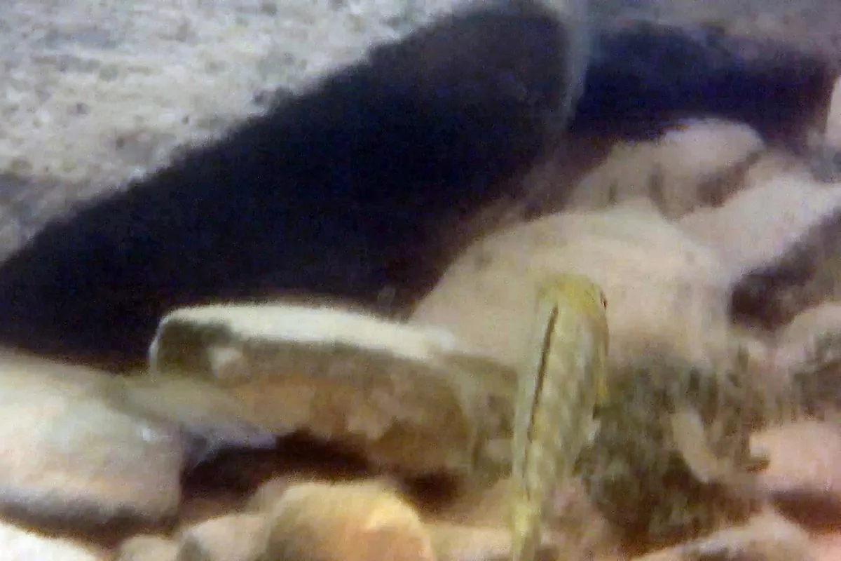 Miniatura: Simochromis (Simochromis spp.)