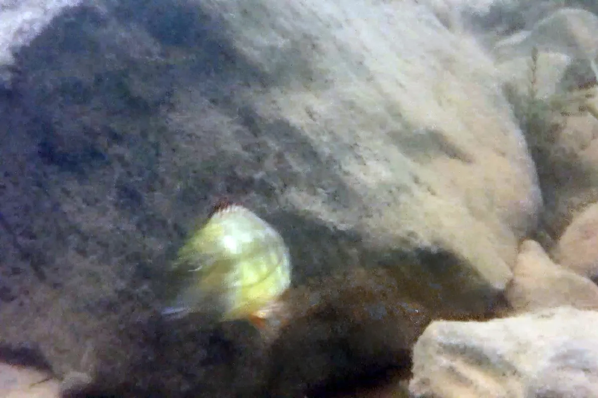 Miniatura: Simochromis (Simochromis spp.)