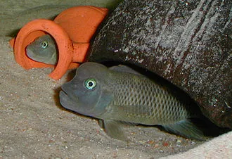 Steatocranus (Steatocranus spp.)