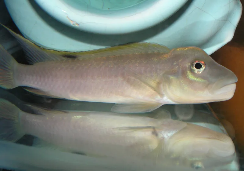 Miniatura: Steatocranus (Steatocranus spp.)