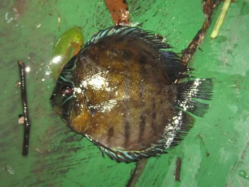 Symphysodon (Symphysodon spp.)